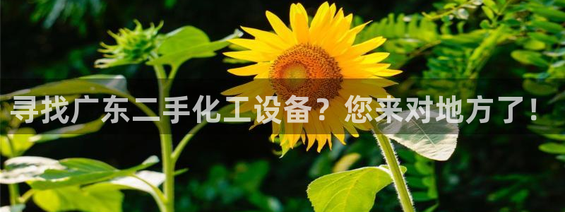 新宝GG平台负责人
